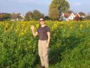 Sunflowers in the Swiss Countryside, How Charming!